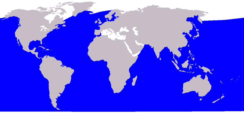 File:Seiwhale5.jpg