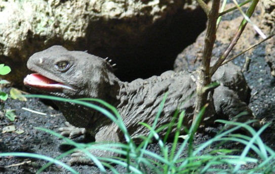 Ficheiro:Tuatara.jpg