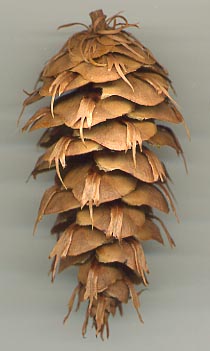 File:Douglas-fir cone.jpg