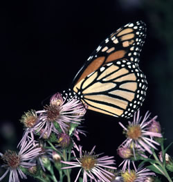 Monarch Butterfly 3.jpg