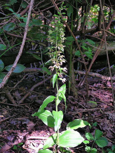 File:Helleborine6.jpg