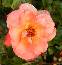 File:Rosa Apricot Nectar.jpg