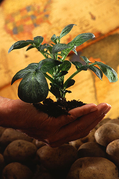 File:400px-Potato plant.jpg