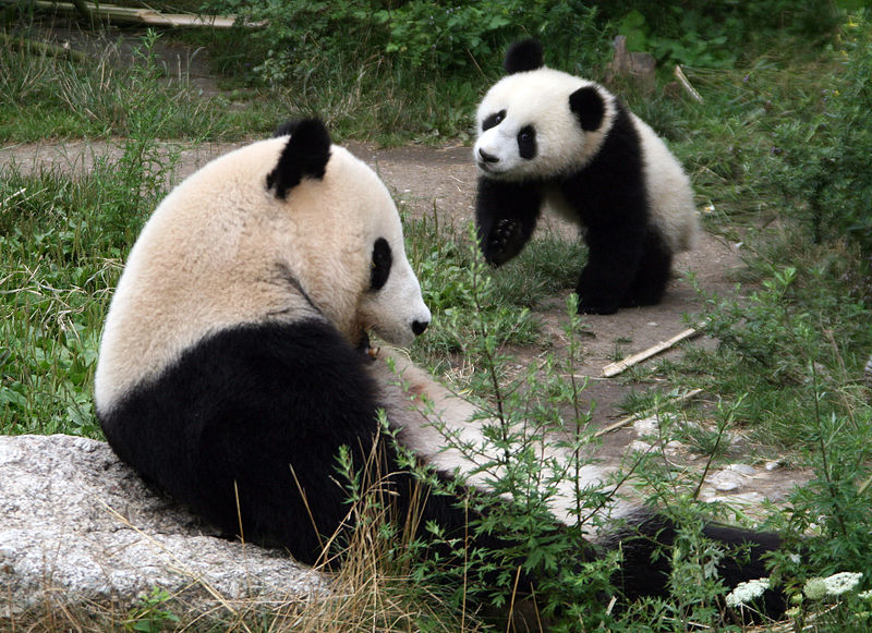 File:Pandas Ailuropoda melanoleuca Adult and Young.jpg