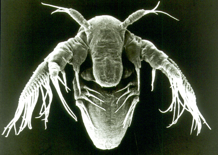 File:Fairy shrimp larva.jpg