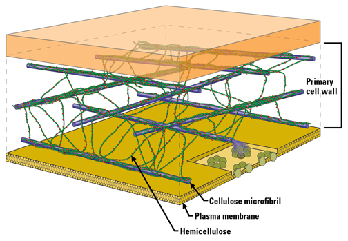File:Plant cell wall.jpg