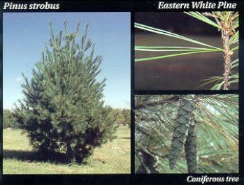 File:Eastern White Pine.JPG