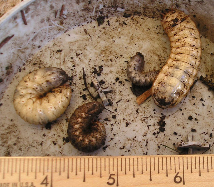 File:JuneBeetleLarva.jpg