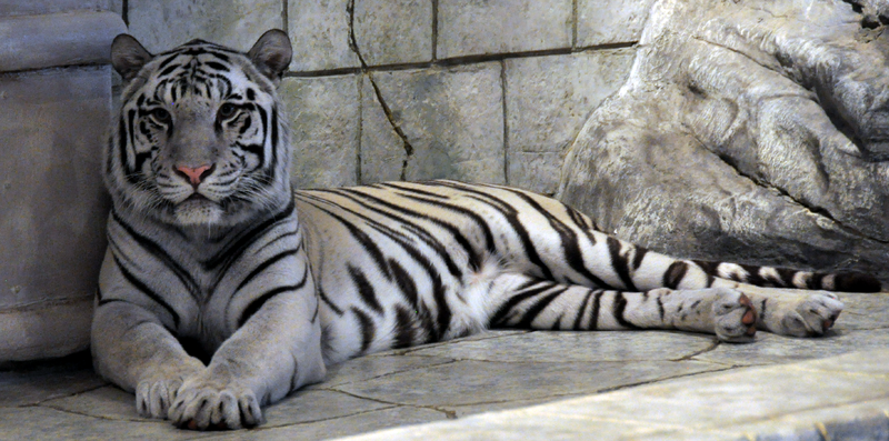 Ficheiro:White Tiger.png