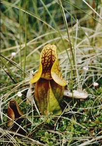 04498 large.jpg