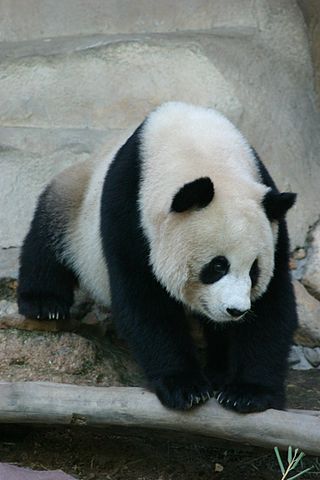 File:Panda Ailuropoda melanoleuca 1.jpg