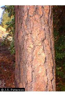 File:Pipo.jpg