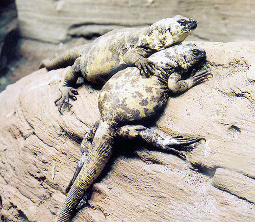 File:Lizards huging.jpg