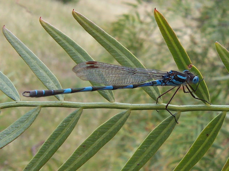 File:Damselfly.jpg