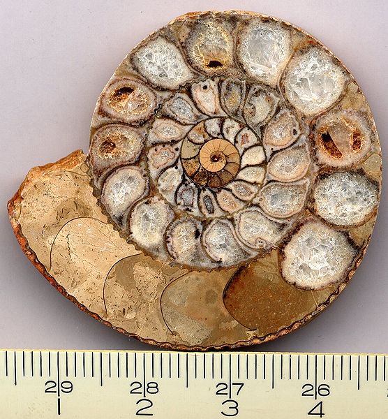 File:Ammonite section.jpg