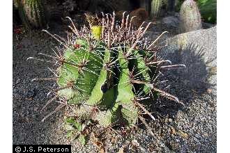 File:BarrelCactus.jpg