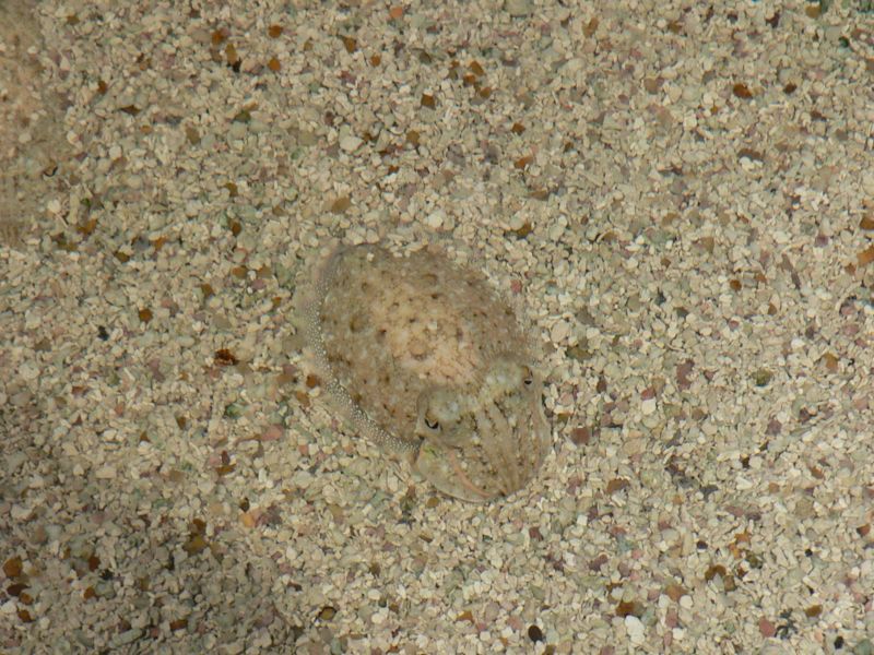 File:Camouflage cuttlefish.jpg