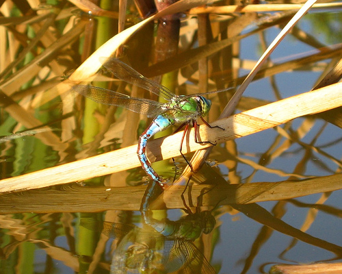 File:Emperordragonflyfemaleovipositing.jpg