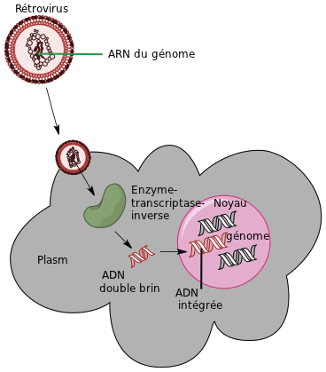 Fichier:Reverse transcriptase fr.png