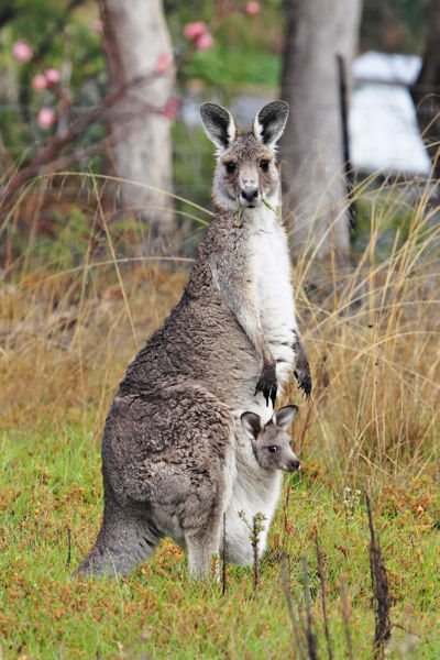 File:400px-Kangaroo and joey03.jpg