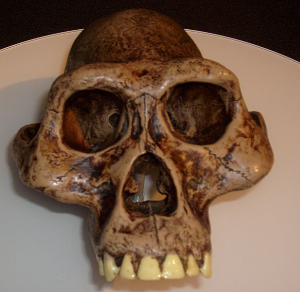 File:Australopithecus afarensis skull reconstruction.jpg