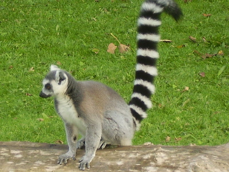 File:Ring-Tailed Lemur tail.JPG
