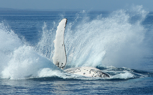 File:Humpback03.jpg