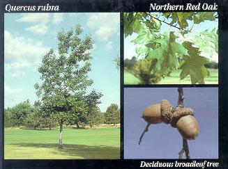 File:Northern Red Oak.JPG