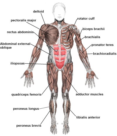 File:400px-Muscles anterior labeled.png