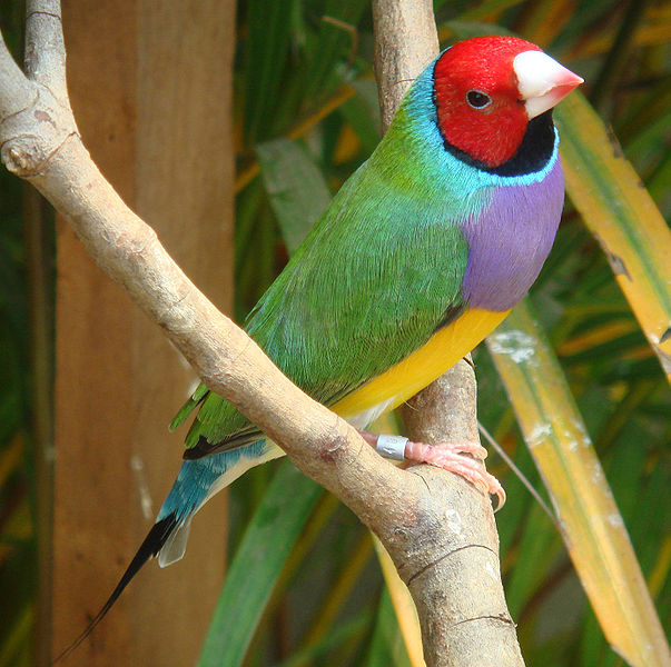 File:Gouldian finch.jpg