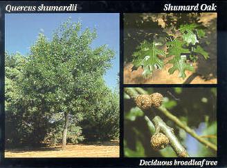 File:Shumard Oak.JPG