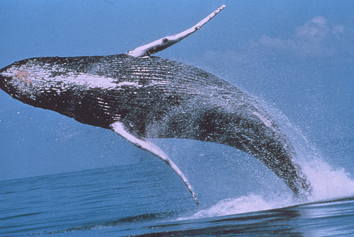 File:Humback02.jpg