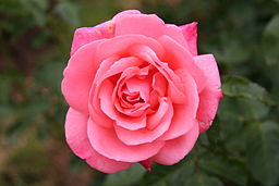 File:Rose Fontaline 20070601.jpg