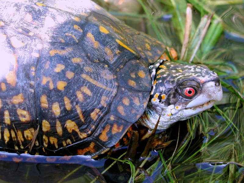 Ficheiro:Unidentified turtle.jpg