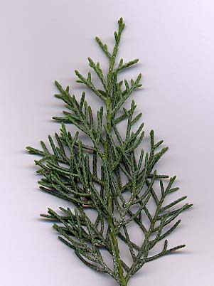 File:Arizona cypress.jpg