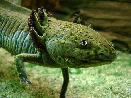 File:Normal Axolotl.jpg