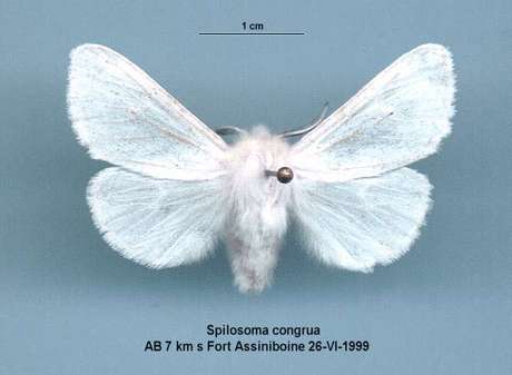 File:Tiger Moth.jpg