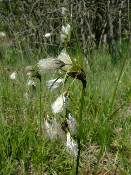 File:450px-Eriophorum latifolium1aaa.jpg