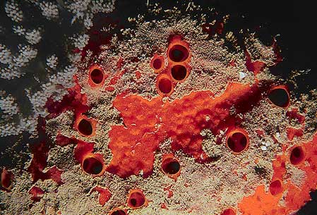 File:Demosponge05.jpg