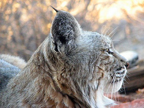 File:Bobcat looking left.jpg