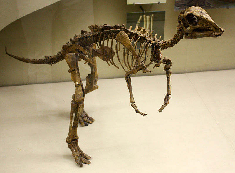 File:Hadr.jpg