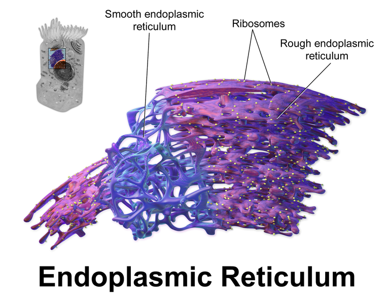 File:Endoplasmicreticulum.png