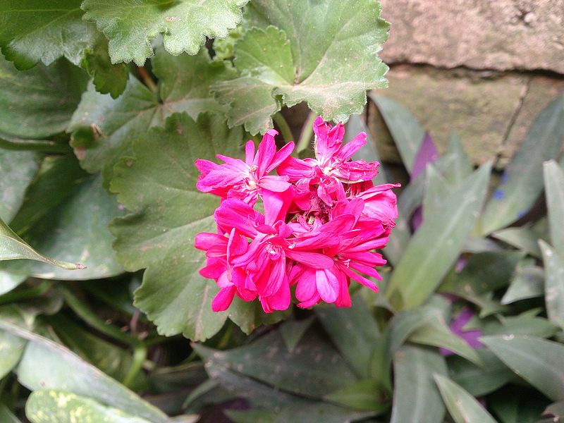 File:Geranium rose.jpg
