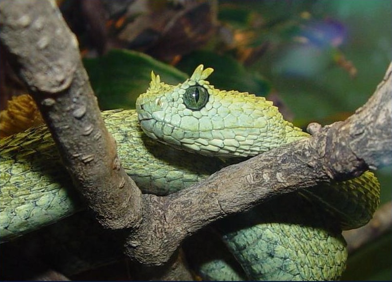 File:Atheris-ceratophora.jpg