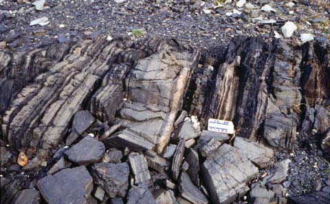 File:Siltstone turbidites in Stephens Passage Group.jpg