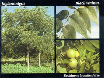 File:Black Walnut.JPG
