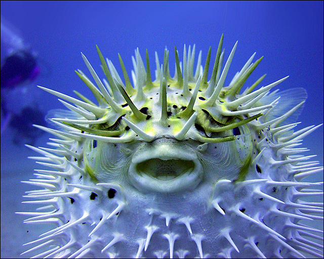 File:The Puffer Fish.jpg