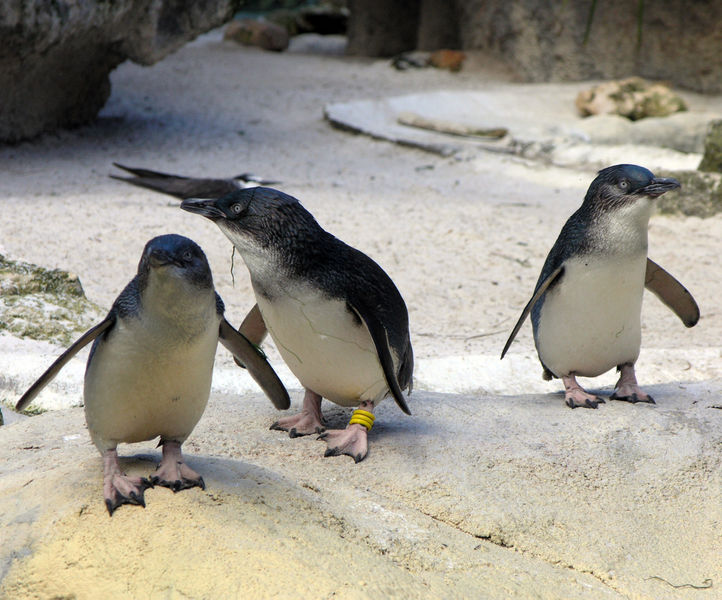 File:Three Blue Penguins.jpg