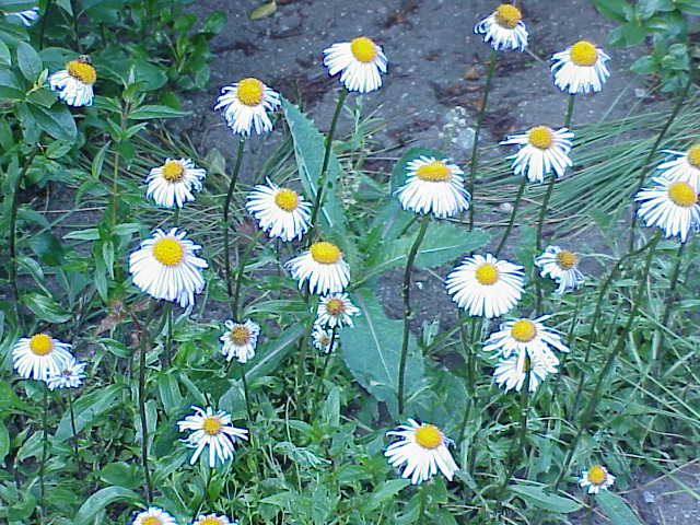 File:Aster tongolensis.jpg