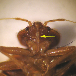 File:C lectularius mouthparts.jpg